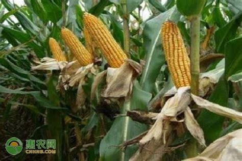 黄淮海高抗锈病的玉米种 - 惠农网