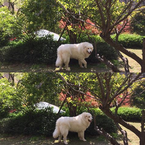 大白熊犬：『大白熊』的照片 - 宠物相册_123宠物网