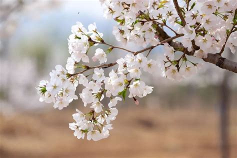 春暖花开的季节的优美句子的简单介绍