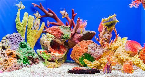 珊瑚,粉色,自然美,粉红色,纯净,珊瑚色,华贵,热带气候,呼吸管,品红色摄影素材,汇图网www.huitu.com