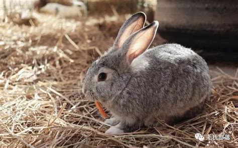 积极拓展家兔的销售渠道，增加养兔效益 | 说明书网