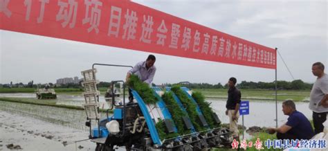 2020安徽省水稻新品种展示秧苗移栽工作已近尾声_要闻_资讯_种业商务网