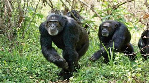常识性错误——人类和黑猩猩的基因相似程度99%_风闻