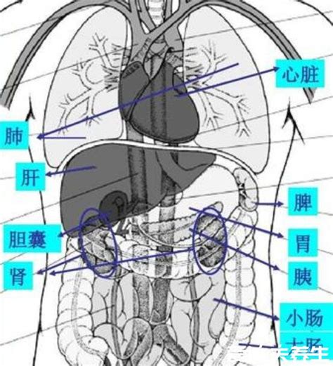 肝区位置图图片