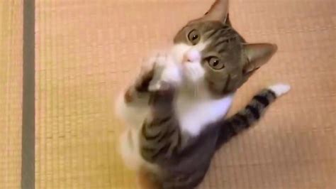 有趣的小猫咪视频集锦!