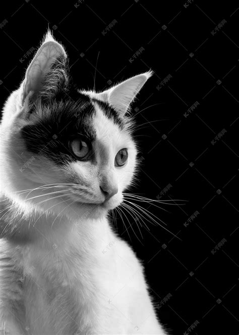 猫晚上动物室内摄影摄影图配图高清摄影大图-千库网