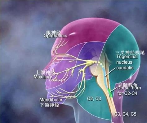 神经支配区域图图片