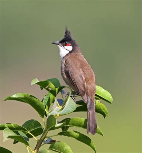 画眉鸟升级成“国保” 贵州省国家重点保护野生动物种类已增至196种 - 当代先锋网 - 要闻
