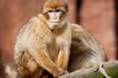 92年属猴31岁的是什么命(1992年属猴人的灾难年龄)-塔罗-火土易学