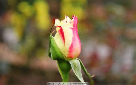 玫瑰的雅称绰号别名,寓意为玫瑰的名字,冷门好听的花名及花语_大山谷图库