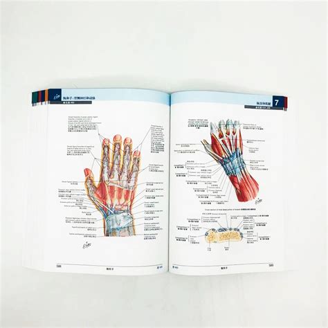 【当当网正版书籍】奈特人体解剖学彩色图谱（第7版）人民卫生出版社_虎窝淘