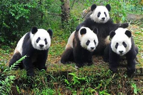 浙大最新研究解密熊猫亚种分化时间：兄弟间已有一万年未谋面|熊猫|大熊猫|基因_新浪新闻