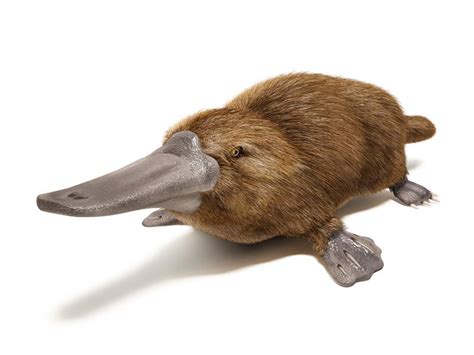 鸭嘴兽的进化：三叠纪时就和我们分离的原始哺乳动物 - 好汉科普
