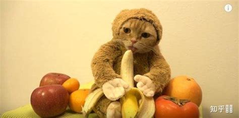 猫咪最能吃与不能吃的水果大全