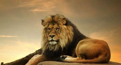 lion英文名,狮子的英文读音发音 - 悠易生活