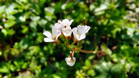 吉安随拍:花花草草之珠光香青图片