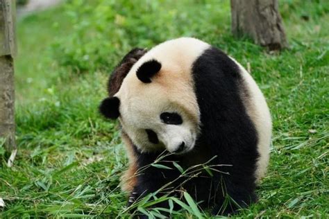 武汉动物园官宣：大熊猫“武林”“盟盟”来了！_京报网