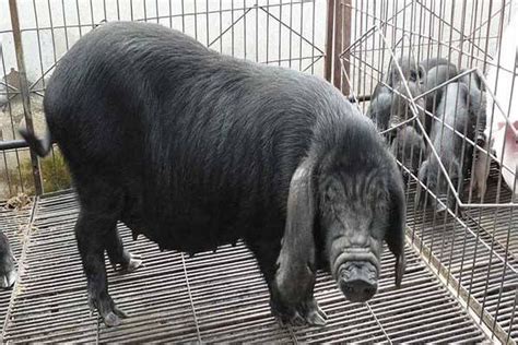 养黑猪选那个品种好,生态黑猪的养殖的风险是什 - 达达搜
