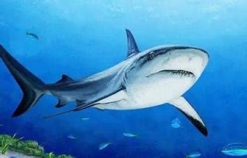 网红博主烹食噬人鲨被罚12.5万 必备：美食博主食用二级保护动物被刑拘 - 寂寞网