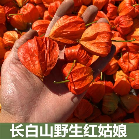[红菇娘批发]红菇娘 红姑娘 红姑娘酸甜可口 绿色食品价格15元/斤 - 惠农网