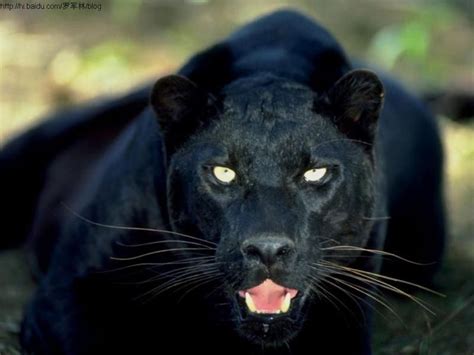 黑豹（猫科动物） - 搜狗百科