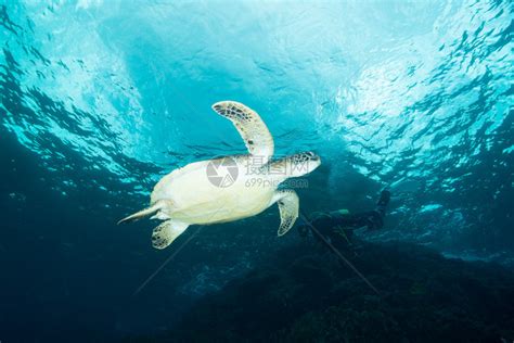 图片显示一只黄颊龟在水下高清图片下载-正版图片505398403-摄图网