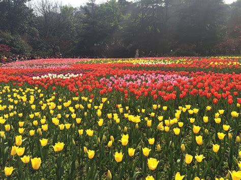 市花展开幕啦，走进北京植物园赏“菊满梯田”_京报网