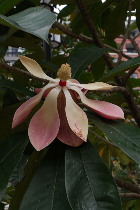 大果木莲Manglietia grandis-花卉图片网