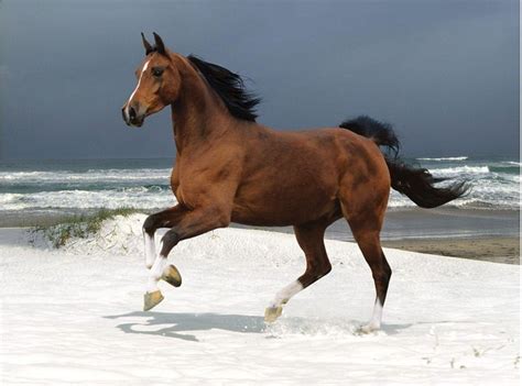 全球10大最漂亮的马，第一被称为黄金之马，阿拉伯马排第二