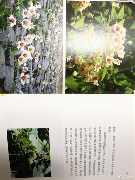 美丽的白桐花在春天绽放高清图片下载-正版图片507489933-摄图网