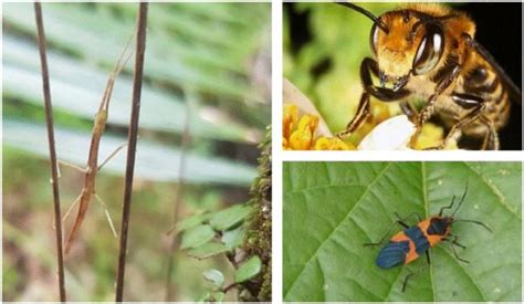 昆虫呼吸与能量代谢监测的研究和应用_生物器材网