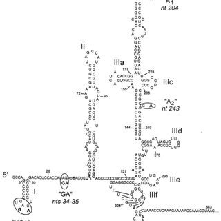 Proposed secondary and tertiary RNA structures within the 5NTR and the ...