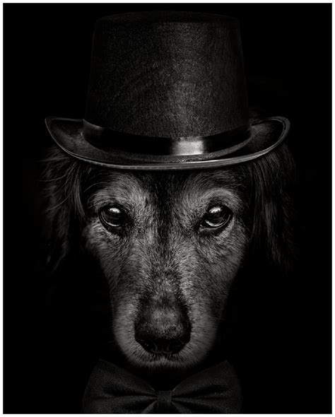 Poster Eleganter Hund mit Zylinder in schwarz-weiß | Posterdepot. de