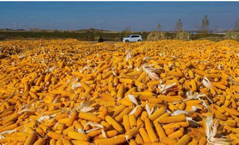 一位农户说，玉米涨价每次涨几厘，降价每次却降几分，原因为何__财经头条