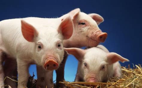 猪的饲料典型配方是什么,正大猪饲料配方表全程 - 品尚生活网