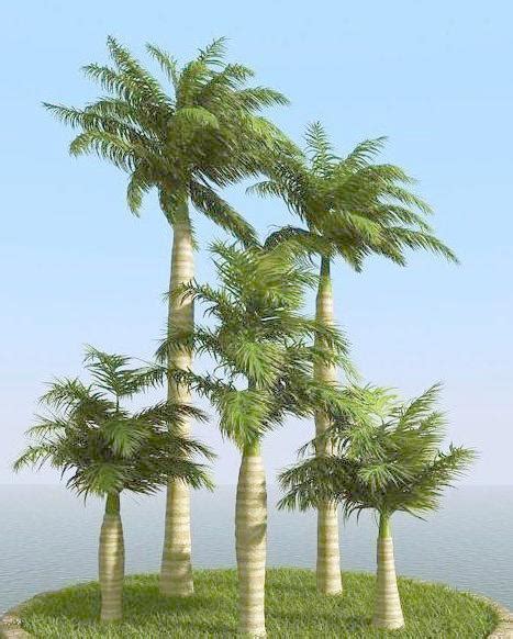 高仿真大王椰造景 - 圣杰园林景观工艺