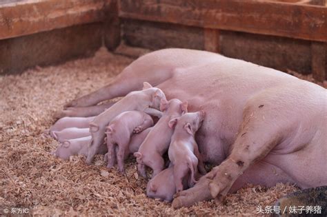 一只Gloucester老斑点的母猪和她的幼猪高清图片下载-正版图片503776400-摄图网