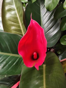 日本红花茵芋图片