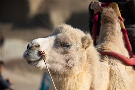 骆驼,双峰骆驼,自然,野生动物,水平画幅,无人,两只动物,野外动物,戈壁滩,亚洲摄影素材,汇图网www.huitu.com