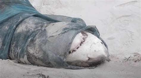 8只大白鲨惨遭剖腹掏肝！长达5年的连环谋杀，凶手仍逍遥法外……__财经头条