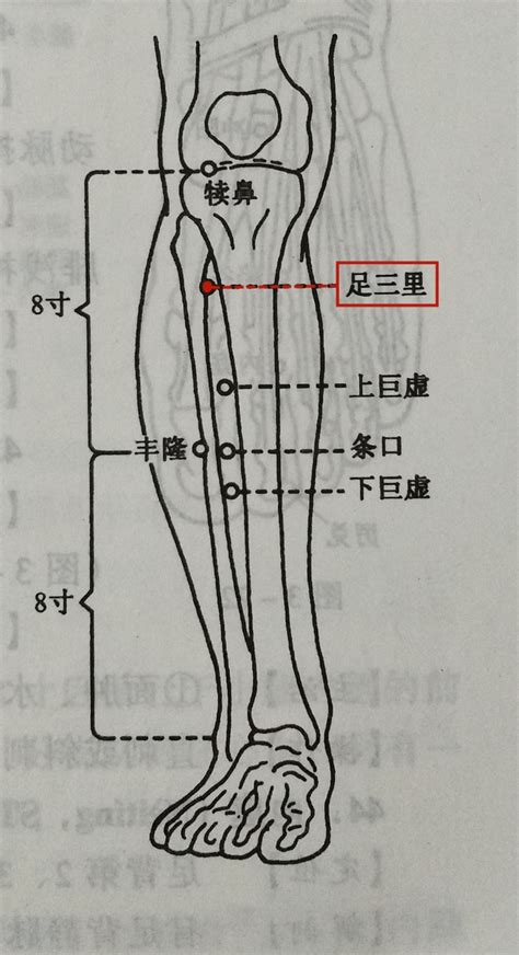 两髀最准位置图图片