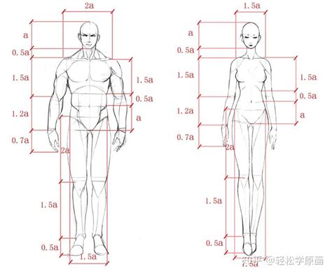 人体比例标准图图片