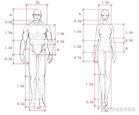 全网最详细的人体比例结构教程，赶紧收藏！ - 知乎