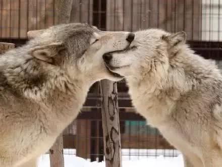 狼是国家几级保护动物-百度经验