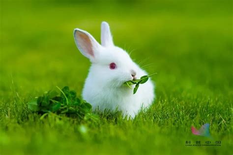 兔子为什么不吃窝边草？-生活经验-生活小常识大全