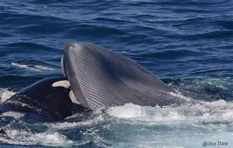 科学家宣布首个已知的虎鲸杀死成年蓝鲸的案例_攻击_鲸鱼_澳大利亚