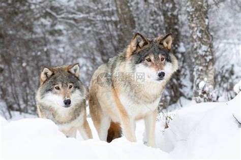 狼群中的两头巨狼站在寒冬森林中在地高清图片下载-正版图片506320025-摄图网