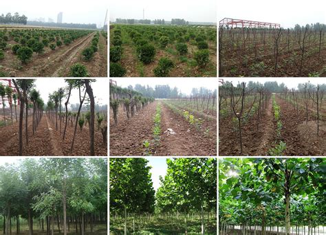 浅谈金丝柳的发展与前景|苗木常见问题 - 好景园林,苗木绿化,苗木供应,绿化苗木供应商
