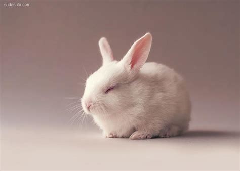 兔子的眼睛是什么颜色的（兔子的种类肤色与生活习性介绍） - 胖萌舍宠物网