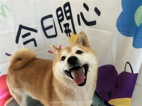 柴犬北登图片